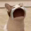 Meme Kucing Galau 5
