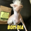 BOM DIA 6