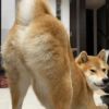 🐶🐕🦴PERRITOS | DOGS🦴🐕🐶 20
