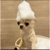 Perritos random 13