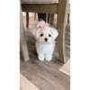 Perritos 🥰 13