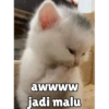 Kucing unyu💕 11