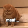 Cutie cat 10