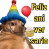 Cachorro meme 15