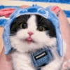 Gatos Cute 🤩😍 12