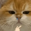 🧿Gatos para chat miau🐱🐈 29