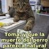 🐱Gatitos Shitposting 1🐈 18