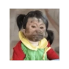 Macacos fofinhos 12
