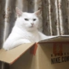 Cat meme 2 21