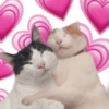 Gatos românticos ❤️🐈 6