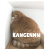 KUCINGABLE 16