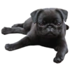 PUGS DOGS 6