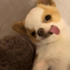 Chihuahuas 😁 9