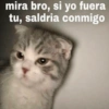 Gatitos Pa’ Enamorar 🐈‍⬛🐈 5
