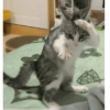 🌈🐈‍⬛✨️Gatos Funny Mood✨️🐈‍⬛🌈 20