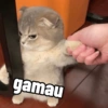 Cutie cat 15