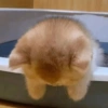 🐾Mix gatitos tristes😿🐾 22