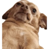 Cachorro meme 6