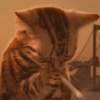 Meme Kucing Galau 7