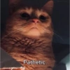 Cat meme 2 6