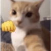 Random Cat 🐾 18