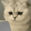 🧿Gatos para chat miau🐱🐈 18