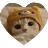 Love Kitten 🐾🐱 11