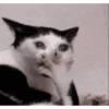 🌈🐈‍⬛✨️Gatos Funny Mood✨️🐈‍⬛🌈 8