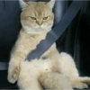 🌈🐈‍⬛✨️Gatos Funny Mood✨️🐈‍⬛🌈 11