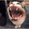 Roar Attack