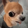 Chihuahuas 😁 10