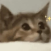 🧿Gatos para chat miau🐱🐈 12