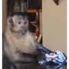 Changuitos pa' comentar 7