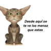 Frases estilo michi 🐱🐈 13