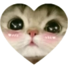 Love Kitten 🐾🐱 25