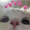 Gatos românticos ❤️🐈 10