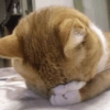 🐾Mix gatitos tristes😿🐾 11