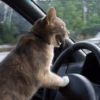 Cat meme 2 13
