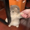 Cat meme 2 23