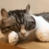 Napping Paw