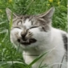 Grass Snarl