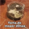 Кошка 13