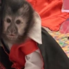 🐒 Macaco pra Reagir 26