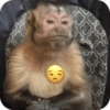🐒 Reacciones de monitos🐒 12
