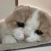 🐾Mix gatitos tristes😿🐾 16