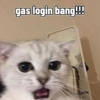 Low quality cat 14