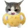 Olhas os gatinhos fofinhos 30