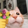 Gatos românticos ❤️🐈 9