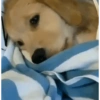 Dogs 12
