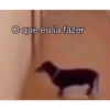 Bichinhos do ZAP 5